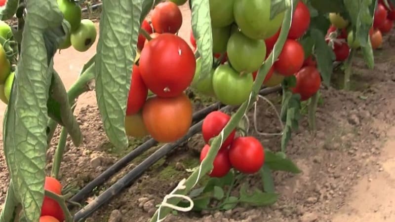 A persistent hybrid from Japanese breeders - Michel f1 tomato: we grow it ourselves without hassle