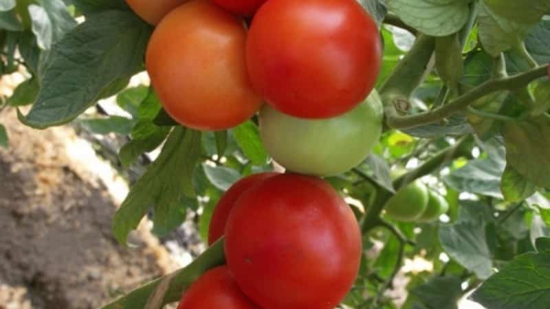 A persistent hybrid from Japanese breeders - Michel f1 tomato: we grow it ourselves without hassle