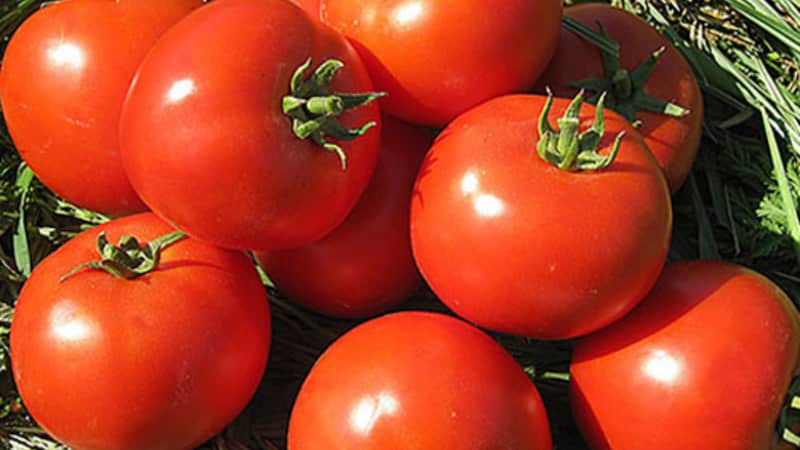 A persistent hybrid from Japanese breeders - Michel f1 tomato: we grow it ourselves without hassle