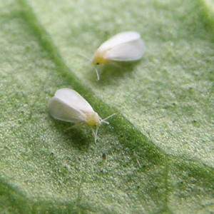 How to destroy whiteflies on tomatoes: proven methods and methods of prevention