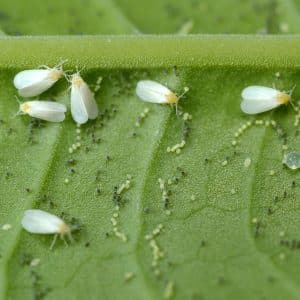 How to destroy whiteflies on tomatoes: proven methods and methods of prevention