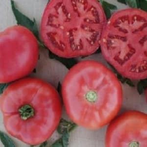 Hybrid produced by Japanese breeders - Pink impression tomato and the nuances of its cultivation