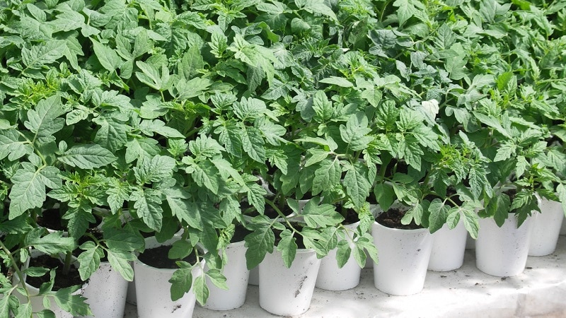 High and long-lasting yield with proper care - Khokhloma tomato and the secrets of its cultivation