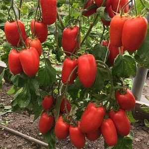 High and long-lasting yield with proper care - Khokhloma tomato and the secrets of its cultivation