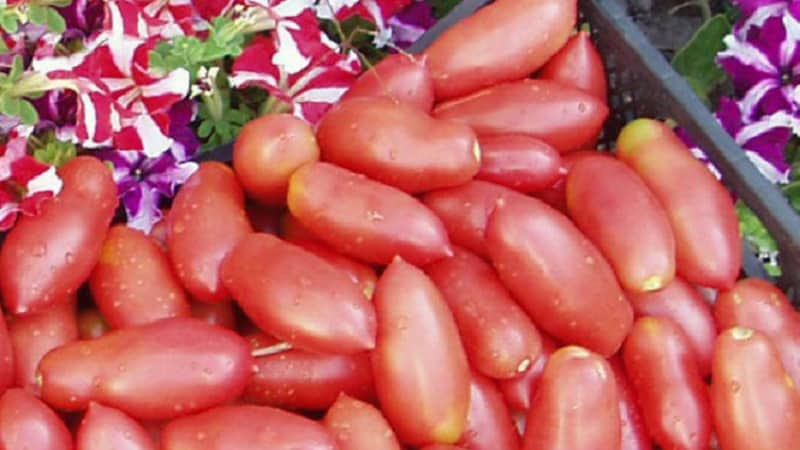 High and long-lasting yield with proper care - Khokhloma tomato and the secrets of its cultivation