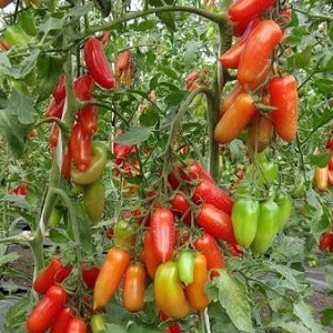 High and long-lasting yield with proper care - Khokhloma tomato and the secrets of its cultivation