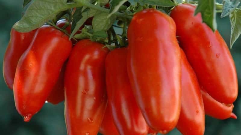 High and long-lasting yield with proper care - Khokhloma tomato and the secrets of its cultivation