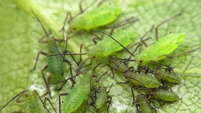 How to fight aphids on cucumbers in a greenhouse: effective methods and preventive measures