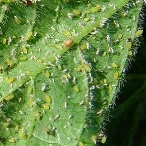 How to fight aphids on cucumbers in a greenhouse: effective methods and preventive measures