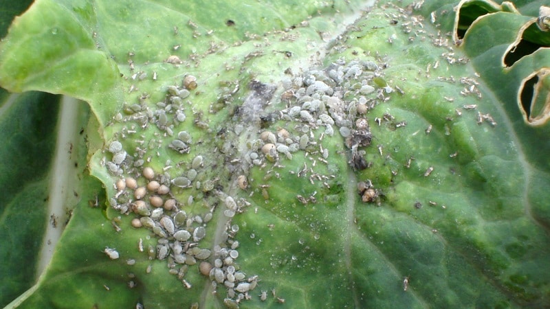How to fight aphids on cucumbers in a greenhouse: effective methods and preventive measures