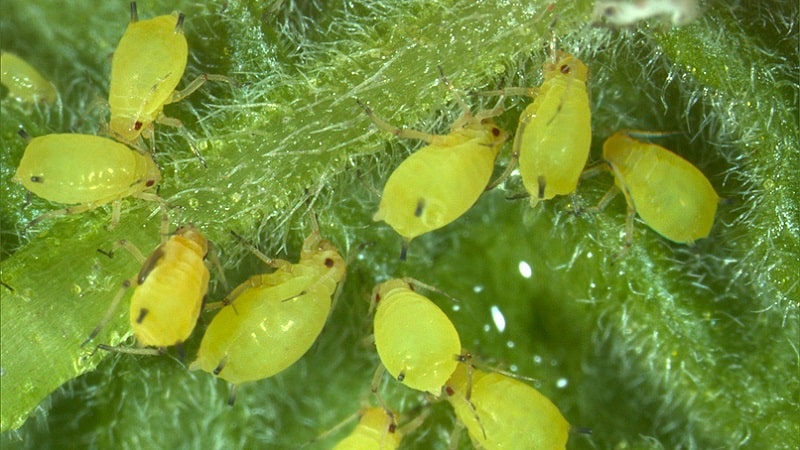 How to fight aphids on cucumbers in a greenhouse: effective methods and preventive measures