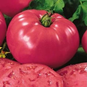 What is so good about the Beef pink brandy f1 tomato and why summer residents love it so much: an overview of the variety and the secrets of its cultivation