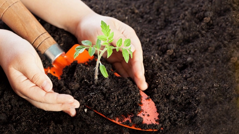 What is so good about the Beef pink brandy f1 tomato and why summer residents love it so much: an overview of the variety and the secrets of its cultivation