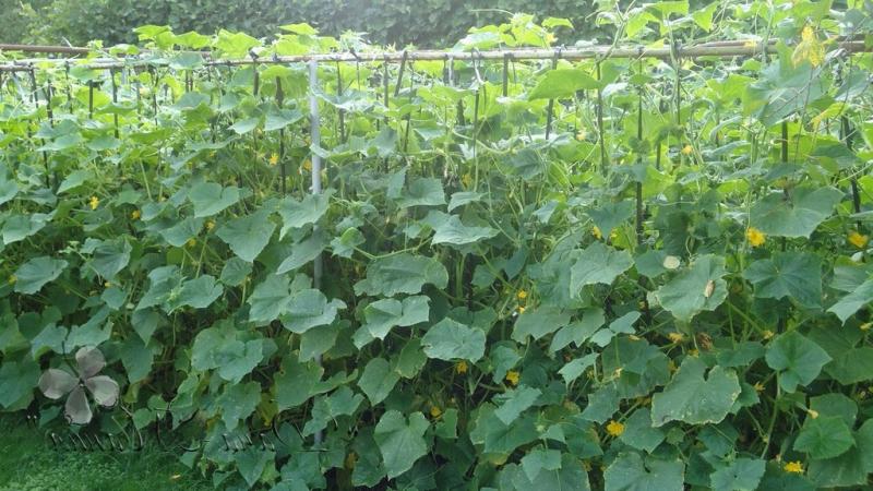 How to increase the yield of cucumbers in open ground using simple but very effective methods