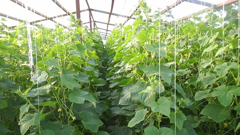 How to increase the yield of cucumbers in open ground using simple but very effective methods