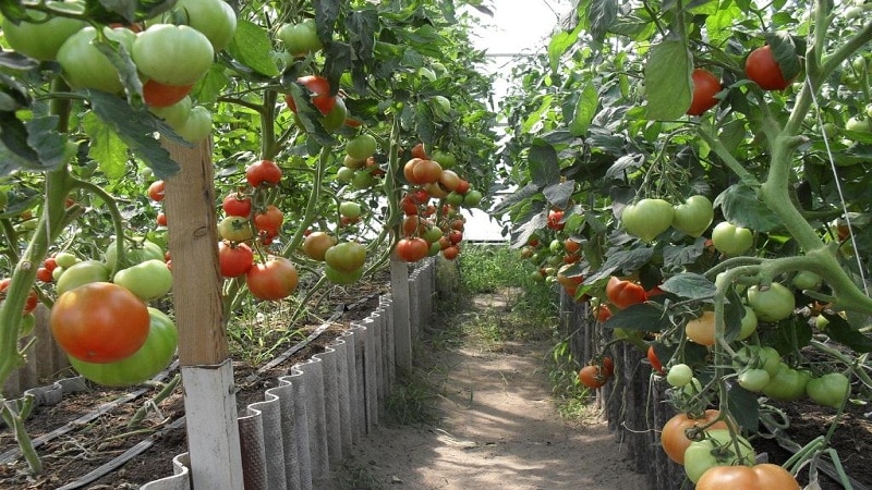 Dutch tomato Big Beef F1: what summer residents think about the Dutch hybrid and growing tips