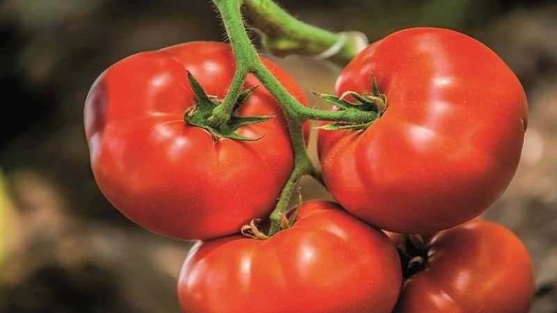 Dutch tomato Big Beef F1: what summer residents think about the Dutch hybrid and growing tips