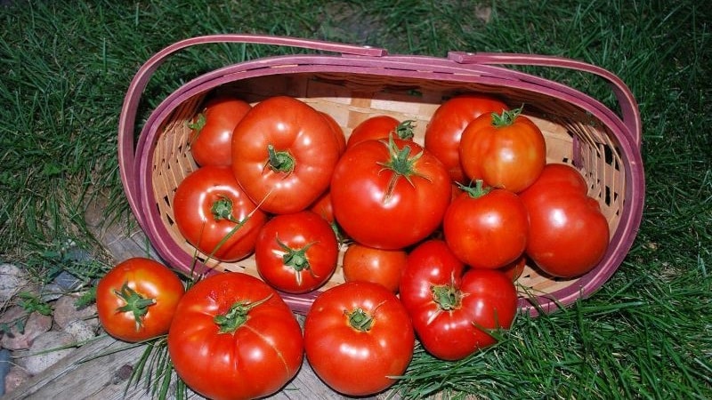 Dutch tomato Big Beef F1: what summer residents think about the Dutch hybrid and growing tips