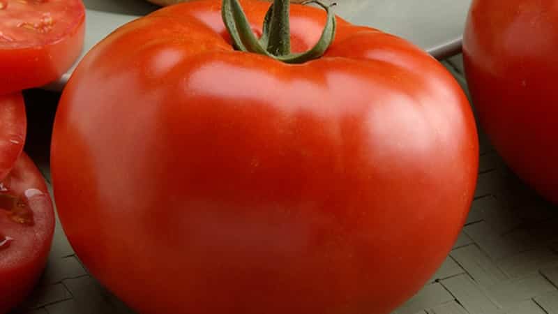 Dutch tomato Big Beef F1: what summer residents think about the Dutch hybrid and growing tips
