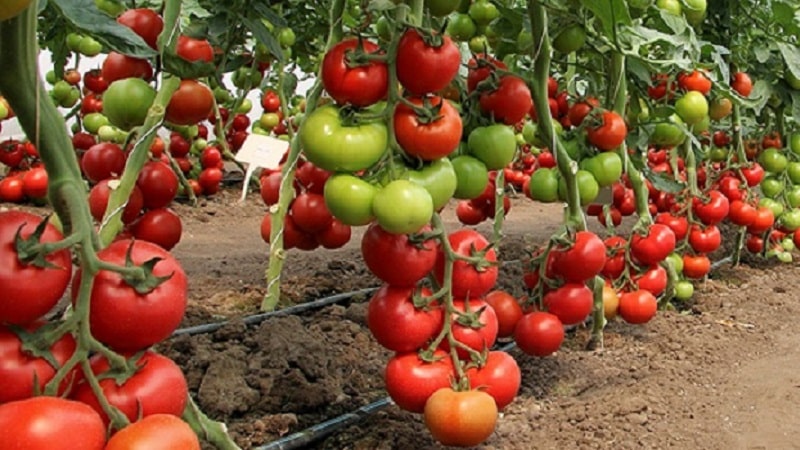 Dutch tomato Big Beef F1: what summer residents think about the Dutch hybrid and growing tips