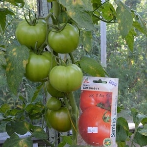 Dutch tomato Big Beef F1: what summer residents think about the Dutch hybrid and growing tips