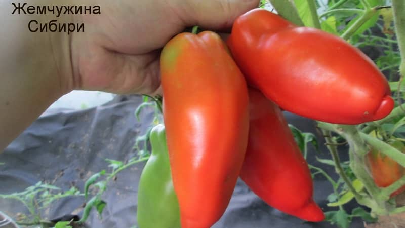 Why the Pearl of Siberia tomato will definitely not disappoint you: the advantages and disadvantages of a variety that produces a rich harvest