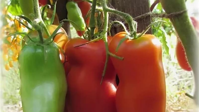 Why the Pearl of Siberia tomato will definitely not disappoint you: the advantages and disadvantages of a variety that produces a rich harvest