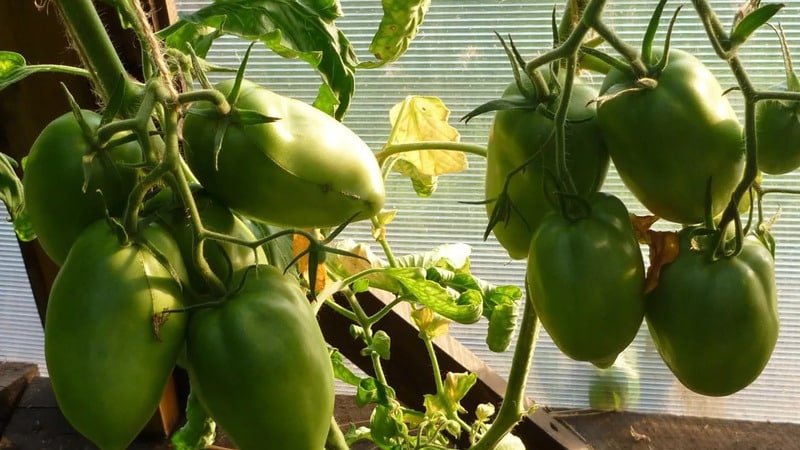 Why the Pearl of Siberia tomato will definitely not disappoint you: the advantages and disadvantages of a variety that produces a rich harvest