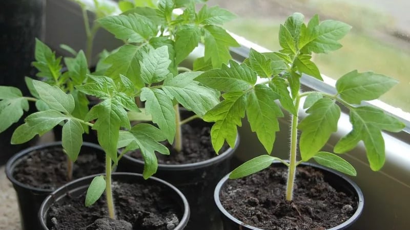 Why the Pearl of Siberia tomato will definitely not disappoint you: the advantages and disadvantages of a variety that produces a rich harvest