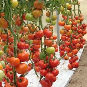 It will amaze you with its yield and taste - the Belle f1 tomato and the secrets of agricultural technology from experienced gardeners