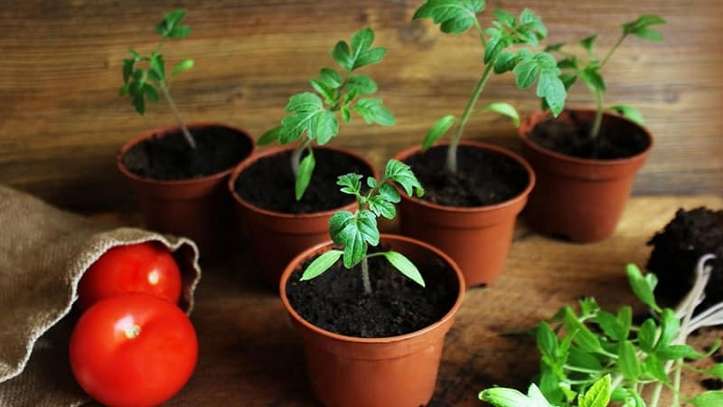 It will amaze you with its yield and taste - the Belle f1 tomato and the secrets of agricultural technology from experienced gardeners