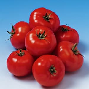 It will amaze you with its yield and taste - the Belle f1 tomato and the secrets of agricultural technology from experienced gardeners