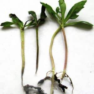 How and with what to combat diseases of pepper seedlings