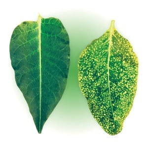 How and with what to combat diseases of pepper seedlings