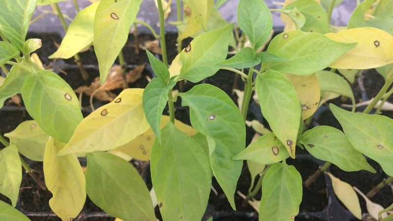 How and with what to combat diseases of pepper seedlings