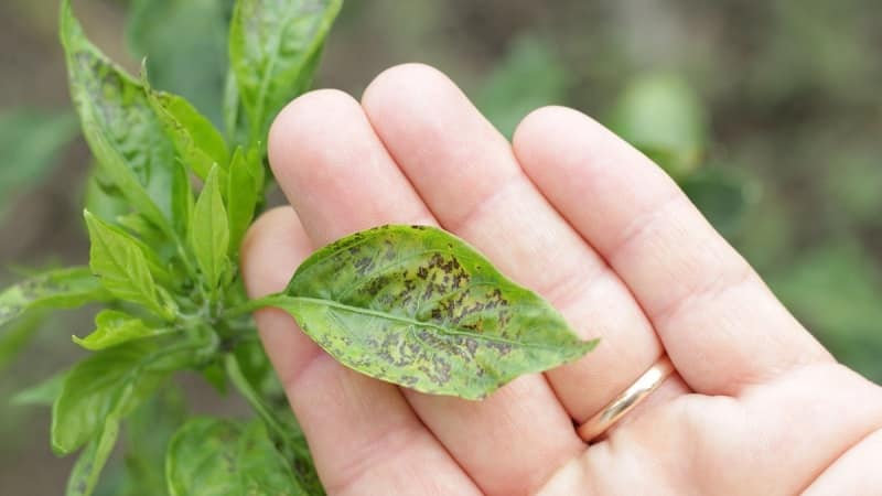 How and with what to combat diseases of pepper seedlings