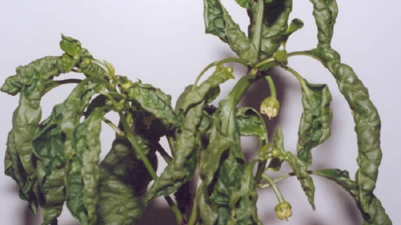 How and with what to combat diseases of pepper seedlings
