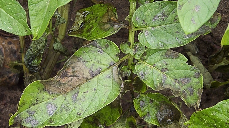 How and with what to combat diseases of pepper seedlings