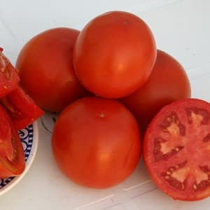 An excellent hybrid for open ground - Shady Lady f1 tomato: we grow unpretentious tomatoes without hassle