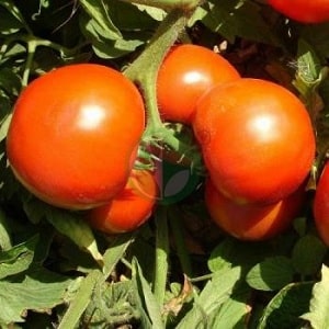 An excellent hybrid for open ground - Shady Lady f1 tomato: we grow unpretentious tomatoes without hassle