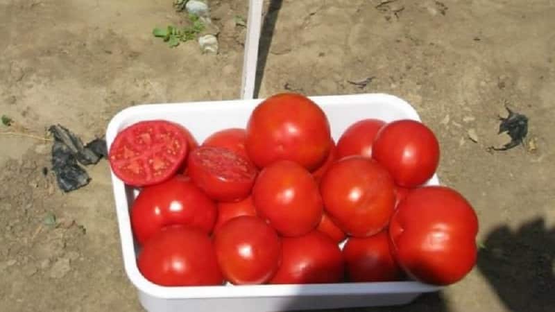 An excellent hybrid for open ground - Shady Lady f1 tomato: we grow unpretentious tomatoes without hassle
