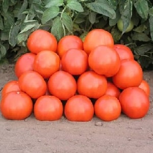 An excellent hybrid for open ground - Shady Lady f1 tomato: we grow unpretentious tomatoes without hassle