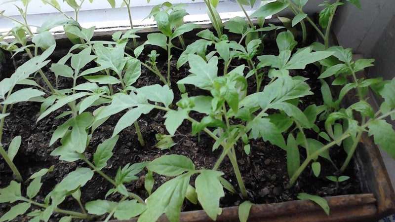 An excellent hybrid for open ground - Shady Lady f1 tomato: we grow unpretentious tomatoes without hassle