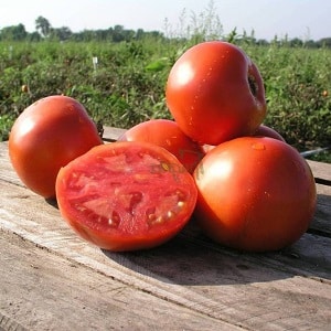 An excellent hybrid for open ground - Shady Lady f1 tomato: we grow unpretentious tomatoes without hassle