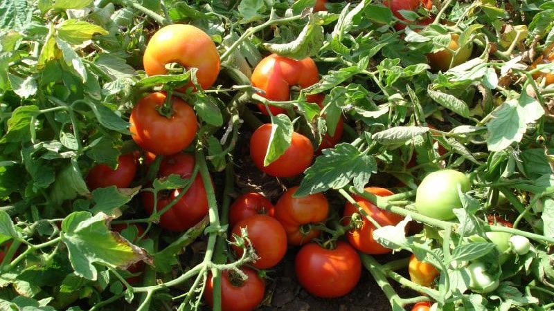 An excellent hybrid for open ground - Shady Lady f1 tomato: we grow unpretentious tomatoes without hassle