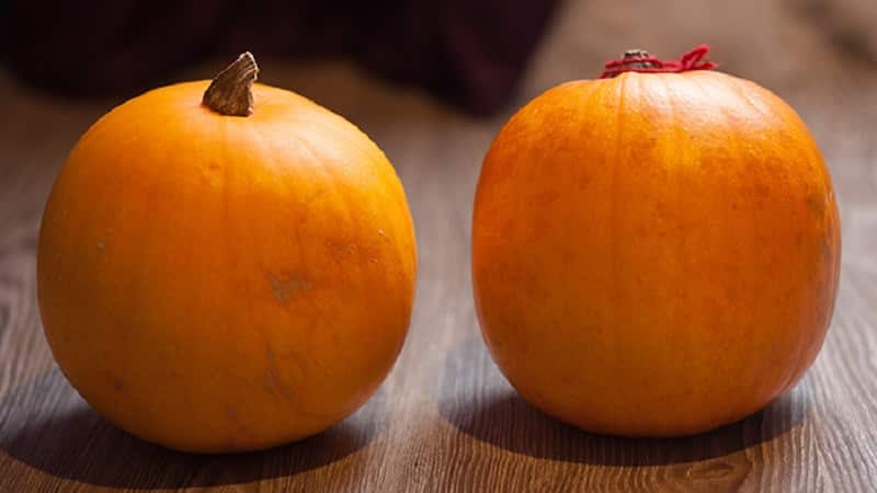 What is good about the Orange Bush pumpkin and why you should try growing it on your own plot