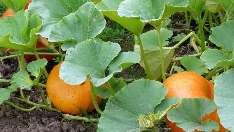 What is good about the Orange Bush pumpkin and why you should try growing it on your own plot