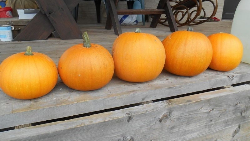 What is good about the Orange Bush pumpkin and why you should try growing it on your own plot