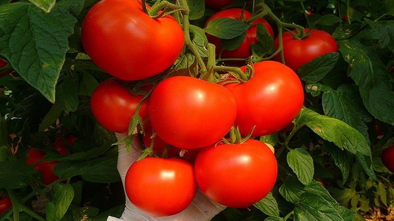 If you want to get an early harvest of juicy and sweet tomatoes, grow tomato Eijen f1 without much hassle