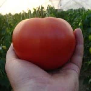 If you want to get an early harvest of juicy and sweet tomatoes, grow tomato Eijen f1 without much hassle
